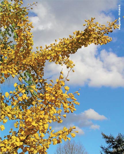 Fotografia da árvore de Ginkgo biloba