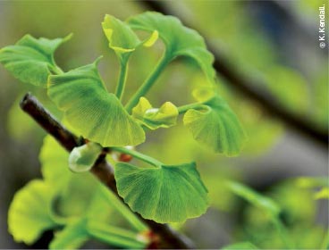 Foto de folhas do Ginkgo biloba