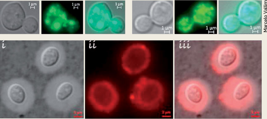 Imagens microscópicas de levedura