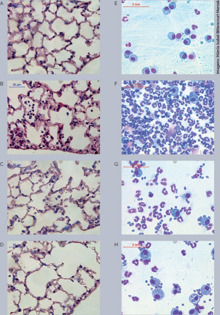 Seis fotomicrografias de pulmão de animais