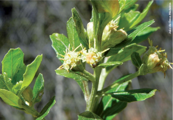 Fotografia de planta Baccharis retusa, com foco nas folhas