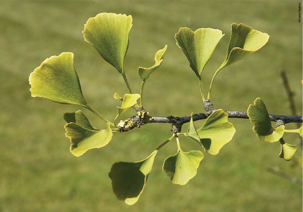 Entreteses04 p099 ginkgo biloba