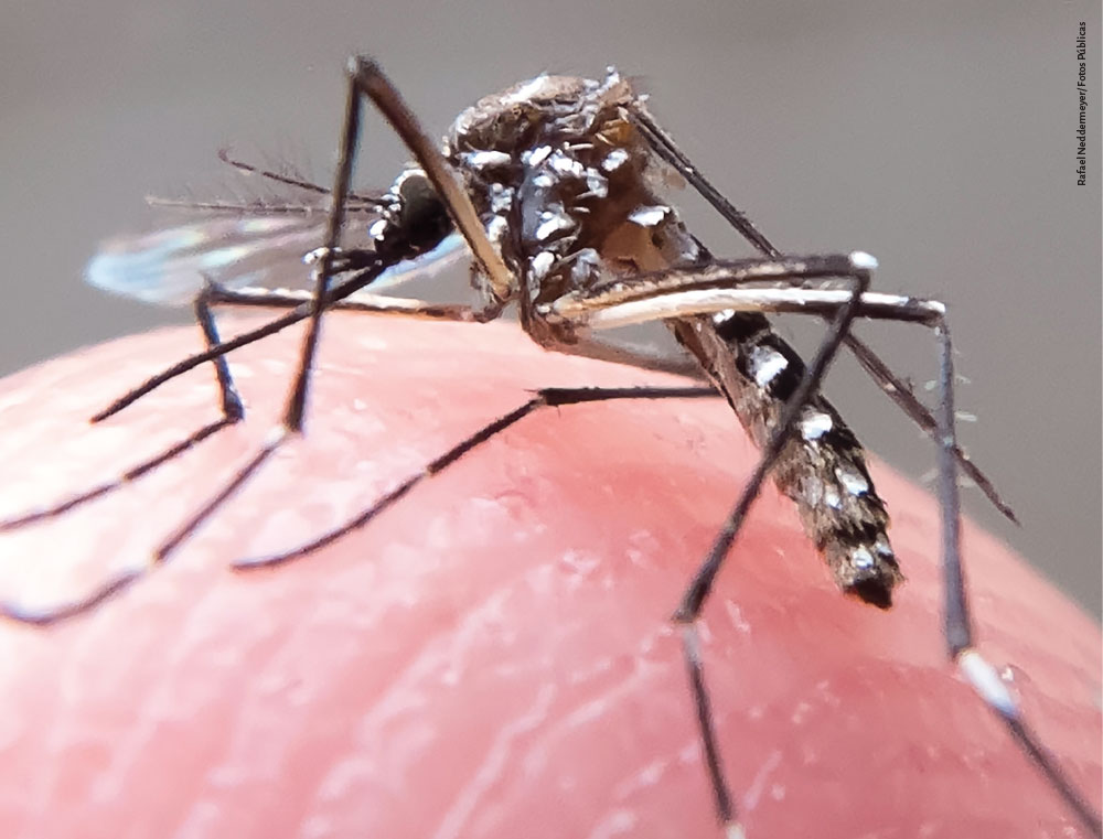 Fotografia do mosquito aedes aegypti