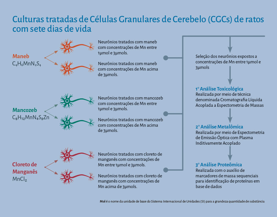 Gráfico - Culturas tratadas de Células Granulares de Cerebelo (CGCs) de ratos com sete dias de vida /  Maneb  C4H6MnN2S4  Neurônios tratados com maneb com concentrações de Mn entre 1µmol e 3µmols. Neurônios tratados com maneb com concentrações de Mn acima de 3µmols. / Mancozeb C8H12MnN4S8Zn  Neurônios tratados com mancozeb com concentrações de Mn entre 1µmol e 3µmols. Neurônios tratados com mancozeb com concentrações de Mn acima de 3µmols. / Cloreto de  Manganês MnCl2 Neurônios tratados com cloreto de manganês com concentrações de Mn entre 1µmol e 3µmols. Neurônios tratados com cloreto de manganês com concentrações de Mn acima de 3µmols. / Seleção dos neurônios expostos a concentrações de Mn entre 1µmol e 3µmols / 1° Análise Toxicológica Realizada por meio de técnica denominada Cromatografia Líquida Acoplada a Espectometria de Massas / 2° Análise Metalômica  Realizada por meio de Espectometria de Emissão Óptica com Plasma Inditivamente Acoplado /  3° Análise Proteômica Realizada com o auxílio de marcadores de massa sequenciais para identificação de proteínas em base de dados