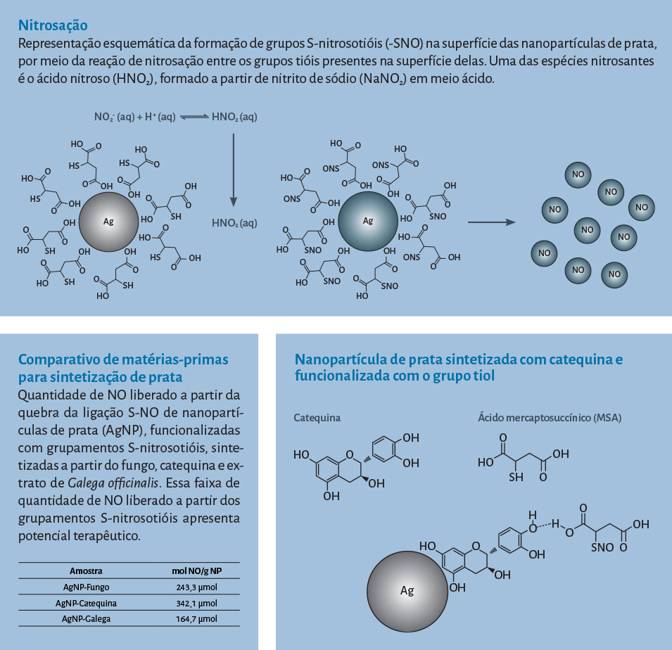 Gráficos - Nitrosação Representação esquemática da formação de grupos S-nitrosotióis (-SNO) na superfície das nanopartículas de prata, por meio da reação de nitrosação entre os grupos tióis presentes na superfície delas. Uma das espécies nitrosantes é o ácido nitroso (HNO2), formado a partir de nitrito de sódio (NaNO2) em meio ácido. Comparativo de matérias-primas para sintetização de prata Quantidade de NO liberado a partir da quebra da ligação S-NO de nanopartículas de prata (AgNP), funcionalizadas com grupamentos S-nitrosotióis, sintetizadas a partir do fungo, catequina e extrato de Galega officinalis. Essa faixa de quantidade de NO liberado a partir dos grupamentos S-nitrosotióis apresenta potencial terapêutico.Nanopartícula de prata sintetizada com catequina e funcionalizada com o grupo tiol