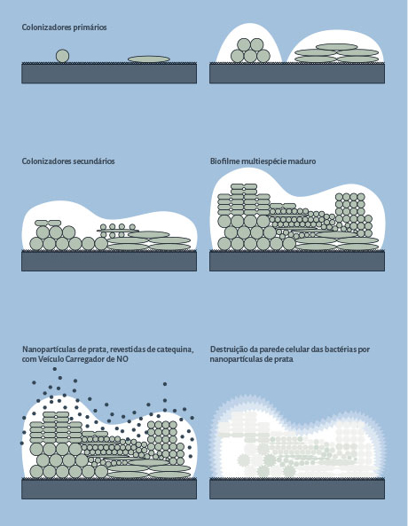 Ilustrações com as fases: Colonizadores primários. Colonizadores secundários. Biofilme multiespécie maduro. Nanopartículas de prata, revestidas de catequina, com Veículo Carregador de NO. Destruição da parede celular das bactérias por nanopartículas de prata