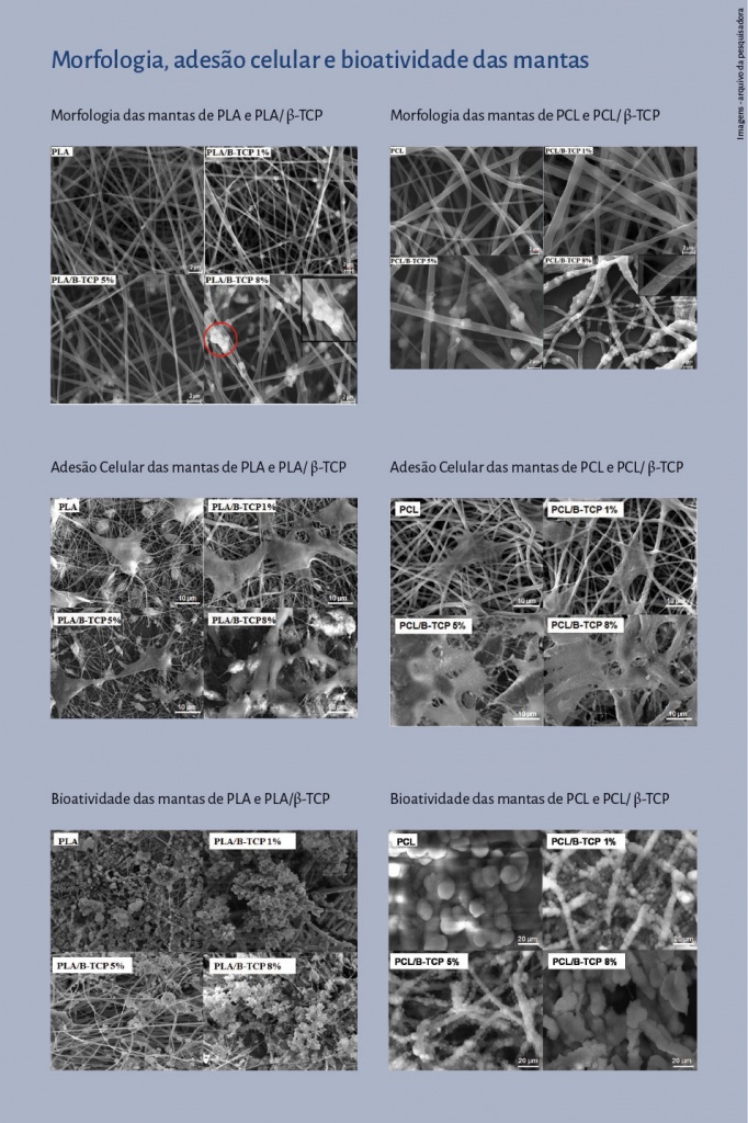 Infográfico com a Morfologia, adesão celular e bioatividade das mantas