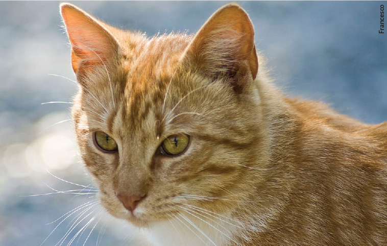 foto de um gato