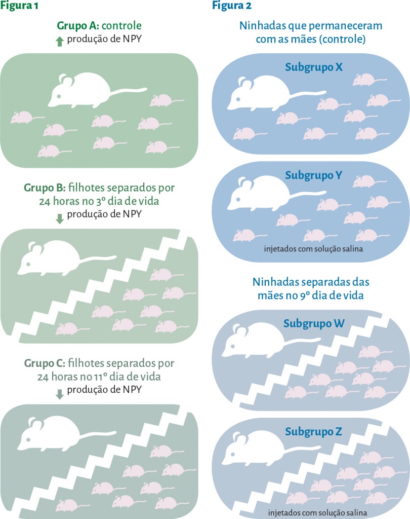 Infográfico mostrando os grupos e subgrupos do experimento