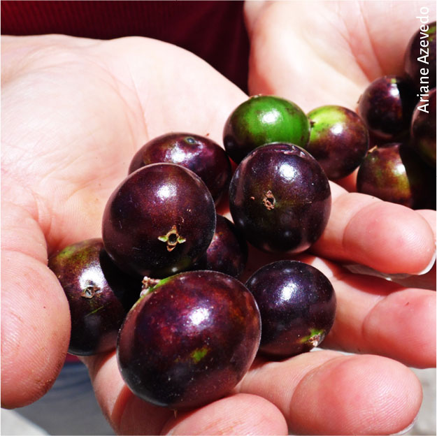 Entreteses11 p061 fruta jabuticaba