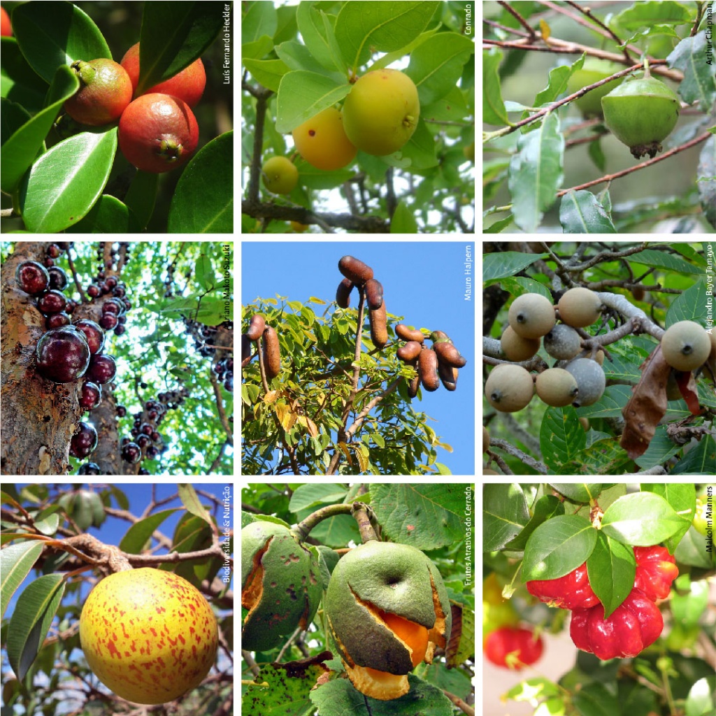 Montagem com fotografias de araçá, cagaita e cambuci; na segunda, jabuticaba, jatobá e jenipapo; na terceira, mangaba, pequi e pitanga