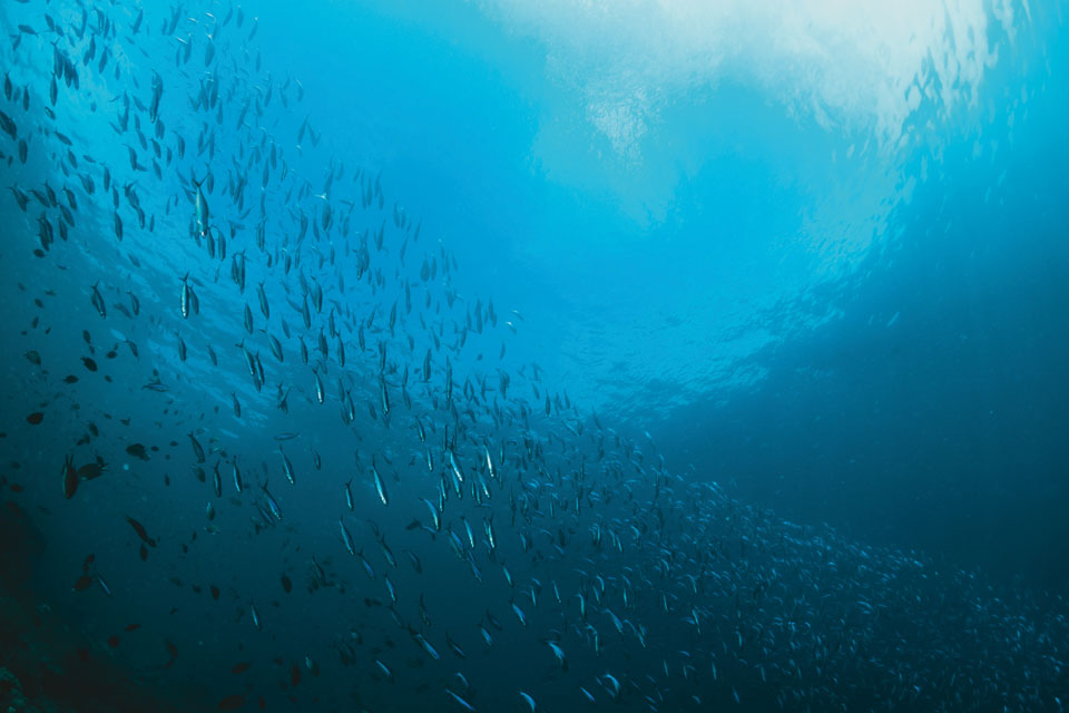 Imagem do fundo do oceano, com um cardume de peixes