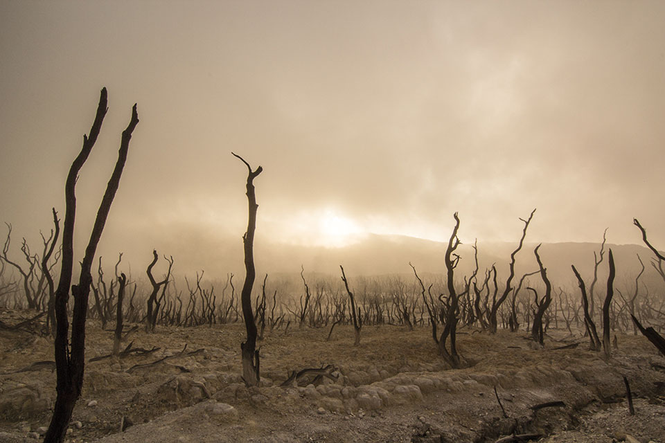 mudancas climaticas dead trees 947331 Pixabay