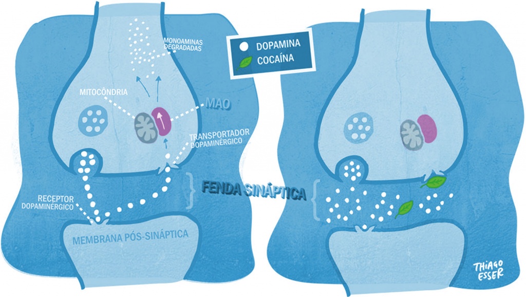 toxicologia ThiagoEsser Mecanismo acao cocaina