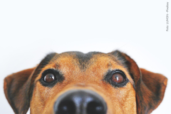 Cão nas cores caramelo e preto encarando a câmera