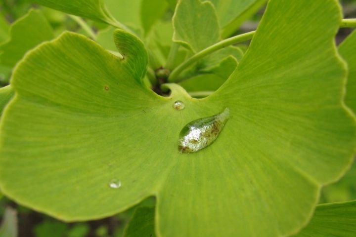 Imagem da folha da Ginkgo Biloba