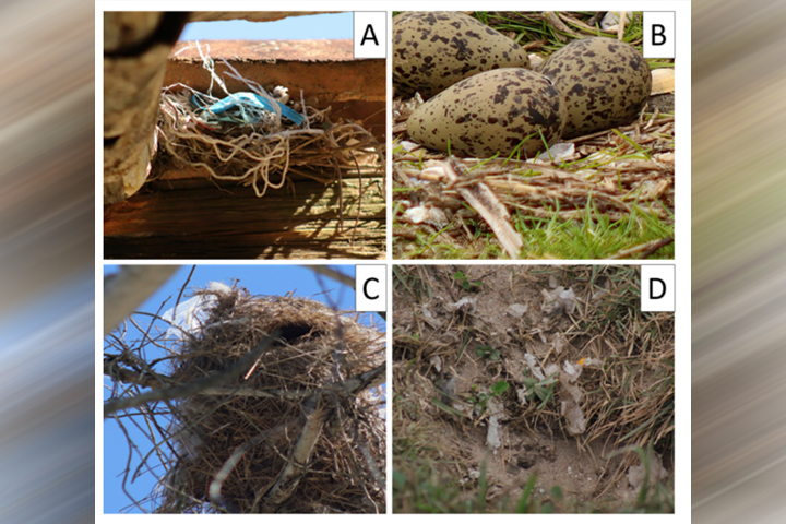  A imagem está dividida em quatro quadrantes, identificados pelas letras A, B, C e D, e mostra diferentes tipos de ninhos ou locais relacionados à reprodução de aves:  Imagem A: Mostra um ninho feito com gravetos e cordas plásticas azuis, construído sob uma estrutura de madeira (possivelmente parte de um telhado ou viga). O ninho parece ter sido feito em um ambiente urbano ou semiurbano.  Imagem B: Mostra três ovos grandes e com coloração esverdeada e manchas escuras, dispostos sobre o solo em meio a grama e pequenos galhos. É um tipo de ninho no chão, típico de aves que nidificam em áreas abertas.  Imagem C: Exibe um ninho grande, suspenso, feito de galhos e fibras vegetais. Está pendurado em um galho de árvore e parece ser bastante robusto e elaborado.  Imagem D: Mostra um buraco no solo, com penas ao redor e algum material vegetal. Este parece ser um ninho escavado, ou o vestígio de um local onde havia um ninho, talvez abandonado ou predado.  Cada imagem representa diferentes estratégias de nidificação utilizadas por aves, desde ninhos em árvores e estruturas humanas até ninhos no solo.