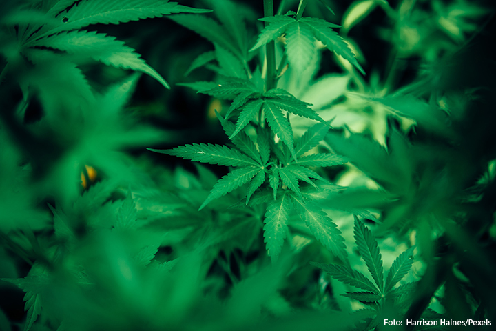 Imagem ilustrativa de folhas de cannabis