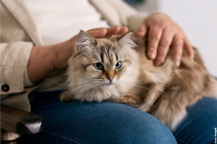 Gato cinza e peludo de olhos azuis sentado no colo de uma pessoa