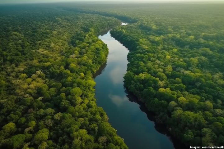 Floresta cortada por um rio