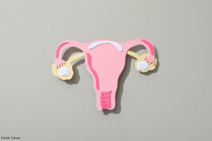 Imagem mostra o aparelho reprodutor feminino