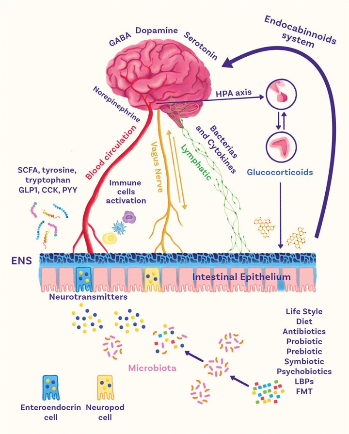 estudo microbiota 