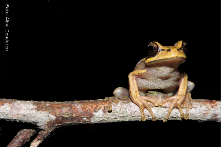 Sapo amarelo em uma galho de árvore